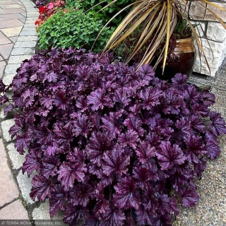 Żurawka ‘Purple Palace’