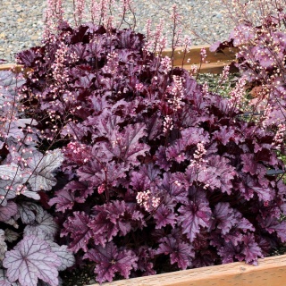 Żurawka ‘Purple Palace’
