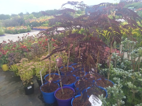 Albicja jedwabista 'Summer Chocolate'