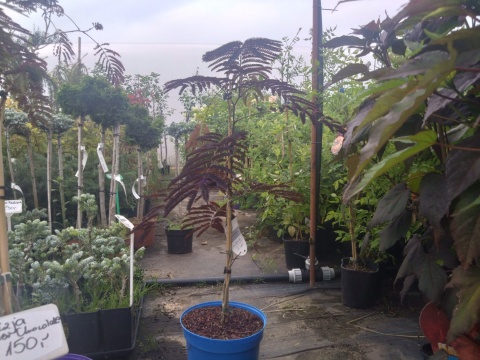 Albicja jedwabista 'Summer Chocolate'