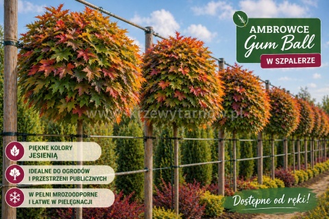 Ambrowiec „Gum Ball” szczepiony na pniu 220 cm
