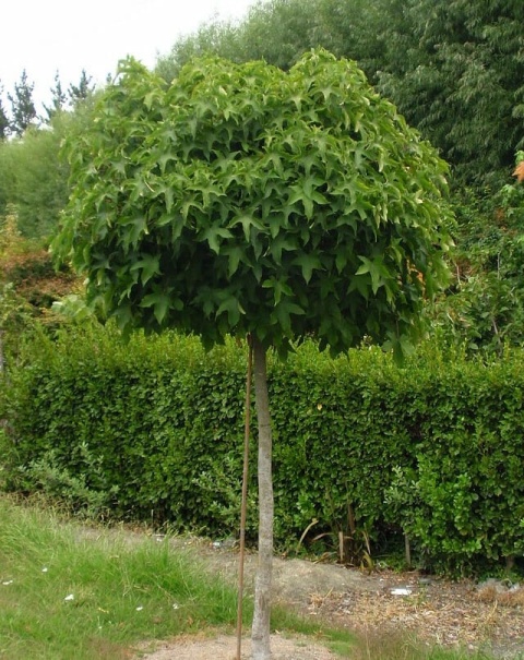 Ambrowiec „Gum Ball” szczepiony na pniu 220 cm