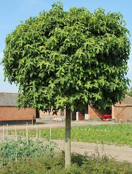 Ambrowiec „Gum Ball” szczepiony na pniu 220 cm
