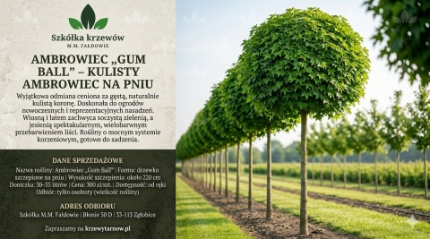 Ambrowiec „Gum Ball” szczepiony na pniu 220 cm