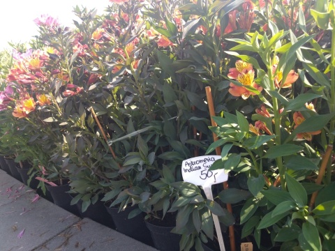 Astromeria Indian Summer