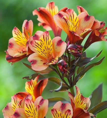 Astromeria Indian Summer