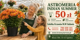 Astromeria Indian Summer