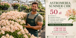 Astromeria SUMMER CHIC