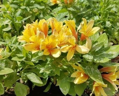 Astromeria Spring Valley