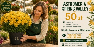 Astromeria Spring Valley