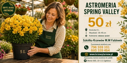 Astromeria Spring Valley