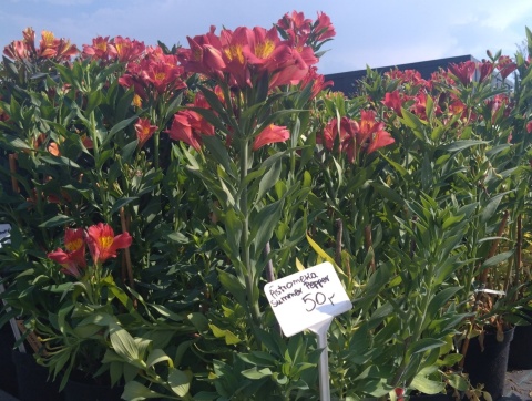 Astromeria Summer Pepper