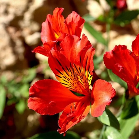Astromeria Summer Pepper