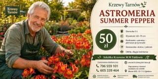 Astromeria Summer Pepper