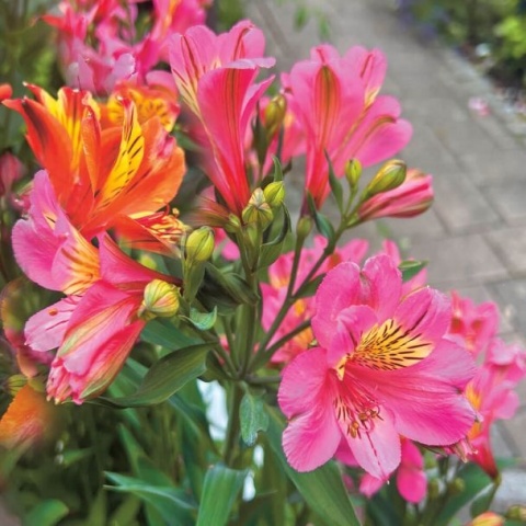 Astromeria Summer Rose