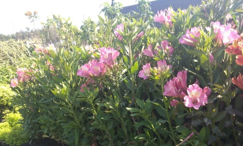 Astromeria Summer Rose