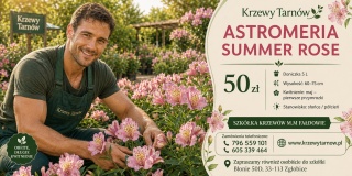 Astromeria Summer Rose