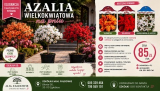 Azalia wielkokwiatowa na pniu