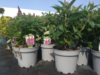 Buddleia (Budleja) Little Rockstars - White, Blue, Red