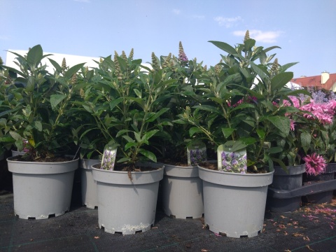 Buddleia (Budleja) Little Rockstars - White, Blue, Red