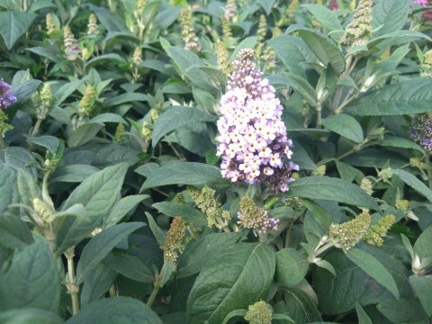 Buddleia (Budleja) Little Rockstars - White, Blue, Red