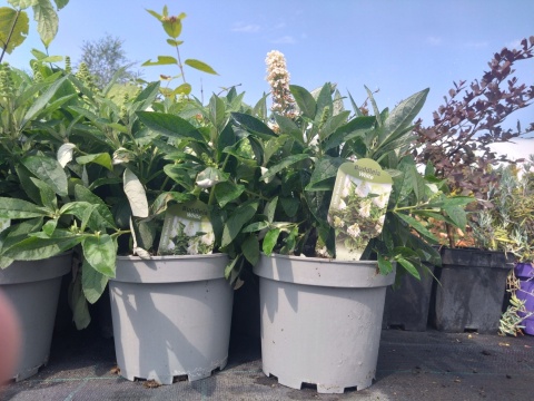 Buddleia (Budleja) Little Rockstars - White, Blue, Red