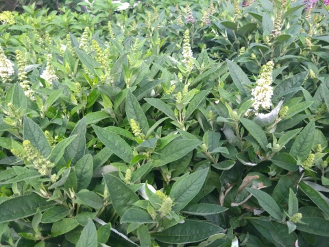 Buddleia (Budleja) Little Rockstars - White, Blue, Red
