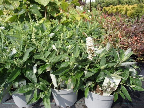 Buddleia (Budleja) Little Rockstars - White, Blue, Red