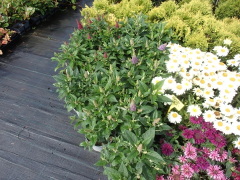 Buddleia (Budleja) Little Rockstars - White, Blue, Red