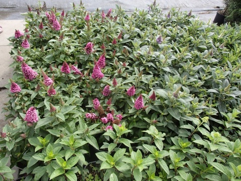 Buddleia (Budleja) Little Rockstars - White, Blue, Red