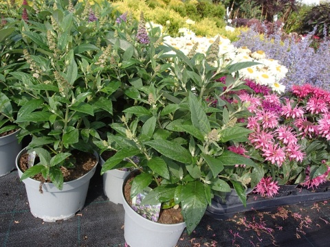 Buddleia (Budleja) Little Rockstars - White, Blue, Red