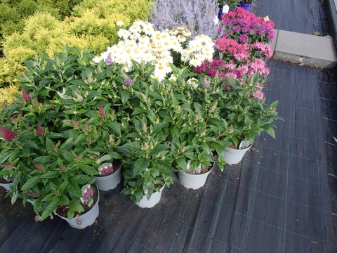 Buddleia (Budleja) Little Rockstars - White, Blue, Red