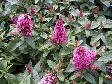 Buddleia (Budleja) Little Rockstars - White, Blue, Red