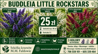 Buddleia (Budleja) Little Rockstars - White, Blue, Red