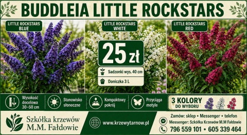 Buddleia (Budleja) Little Rockstars - White, Blue, Red