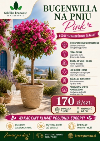 Bugenwilla na pniu Pink