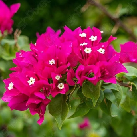 Bugenwilla na pniu Pink