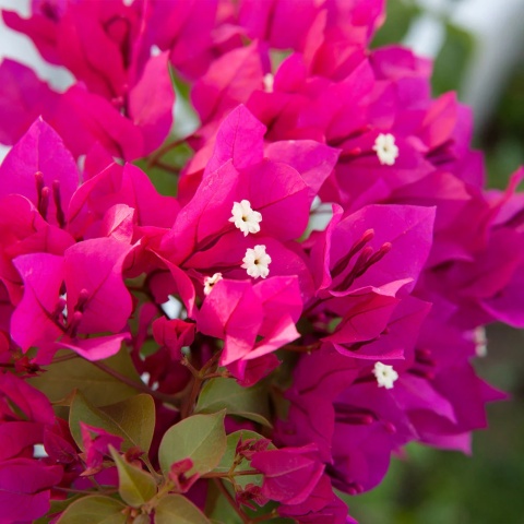 Bugenwilla na pniu Pink