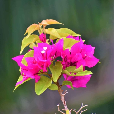 Bugenwilla na pniu Pink