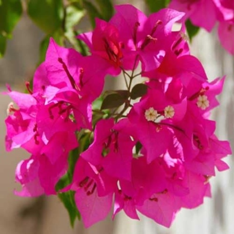 Bugenwilla na pniu Pink