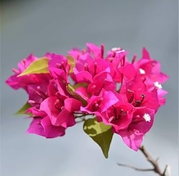 Bugenwilla na pniu Pink