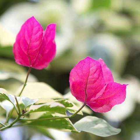 Bugenwilla na pniu Pink