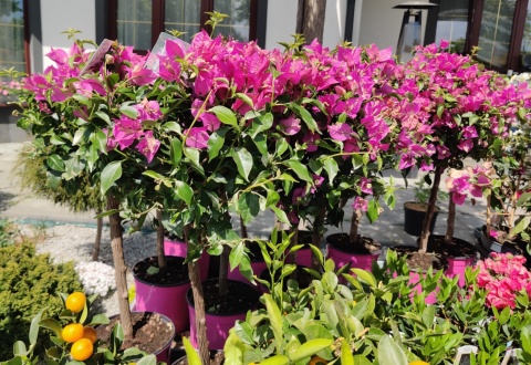 Sadzonki Bugenwilla na pniu Pink