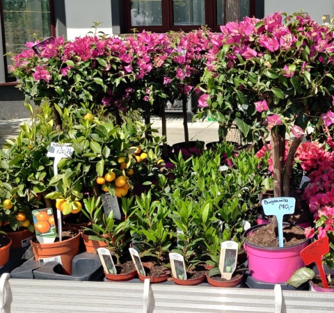 Sadzonki Bugenwilla na pniu Pink