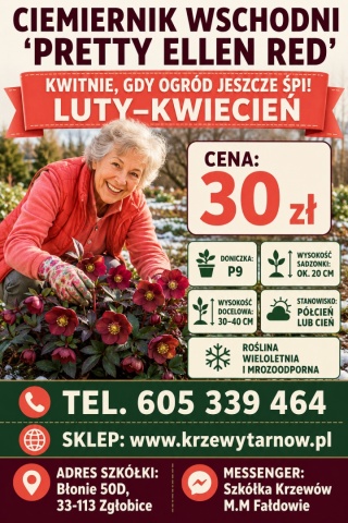 CIEMIERNIK WSCHODNI ‘PRETTY ELLEN RED’