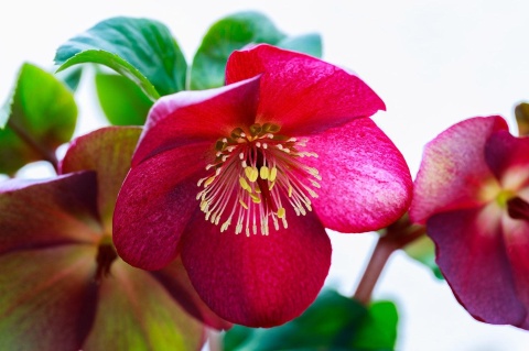 CIEMIERNIK WSCHODNI ‘PRETTY ELLEN RED’