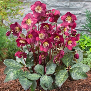 CIEMIERNIK WSCHODNI ‘PRETTY ELLEN RED’