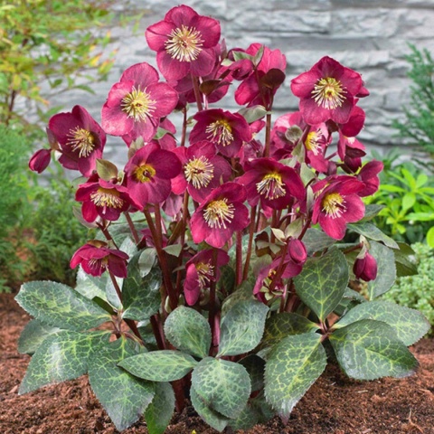 CIEMIERNIK WSCHODNI ‘PRETTY ELLEN RED’