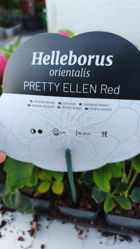 CIEMIERNIK WSCHODNI ‘PRETTY ELLEN RED’