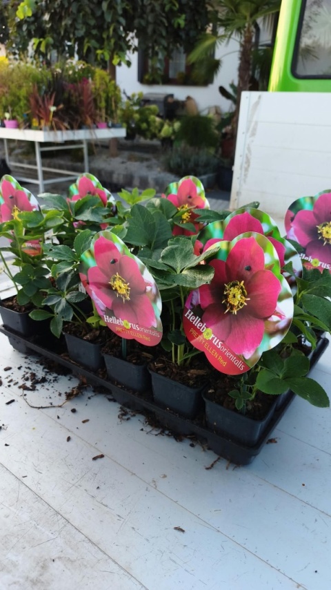 CIEMIERNIK WSCHODNI ‘PRETTY ELLEN RED’